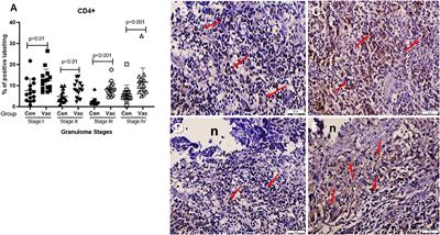 Cellular and Cytokine Responses in Lymph Node Granulomas of Bacillus Calmette Guérin (BCG)-Vaccinated and Non-vaccinated Cross-Breed Calves Naturally Infected With Mycobacterium bovis